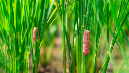 The golden snail (Pomacea canaliculata Lamarck) is a freshwater mollusk that is a rice pest in Asia. Golden apple snail eggs cling to seedlings in rice fields.