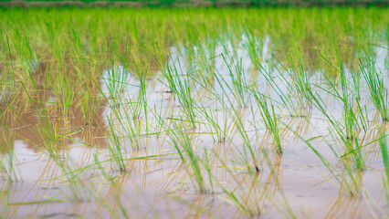 Close-up of rice seedlings growing in the fields. View of Young rice sprout ready to growing in the rice field