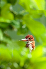 White-throated Kingfisher 