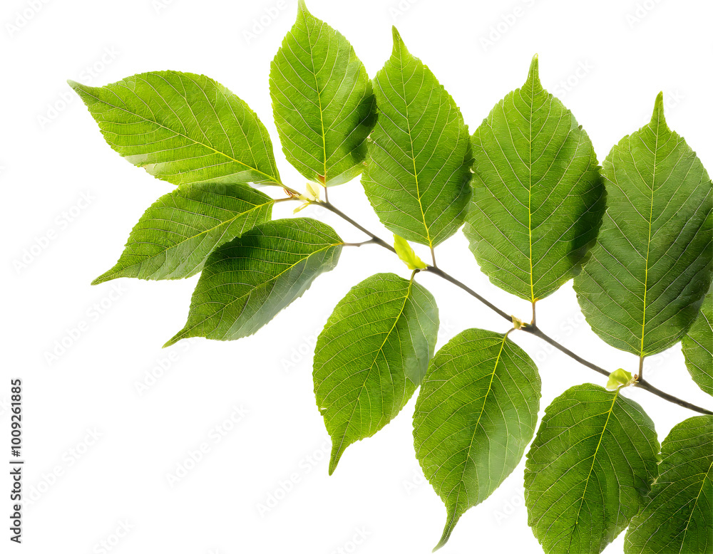 Poster tree branch with green leaf. generative ai.