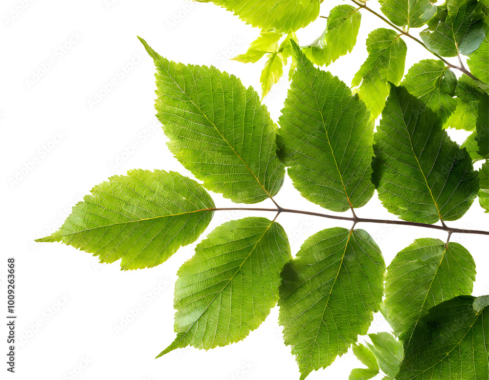 Poster tree branch with green leaf. generative ai.