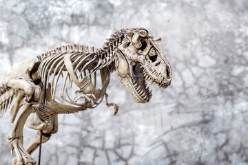 Skull Skeleton of Dinosaur Tyrannosaurus Rex or t-rex on Loft background retro vintage style. © Panupong