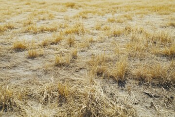Fototapeta premium Dry Grass Field in the Sun