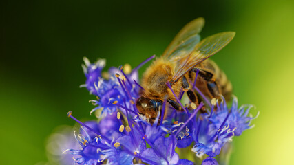Bee pollinating flower macro