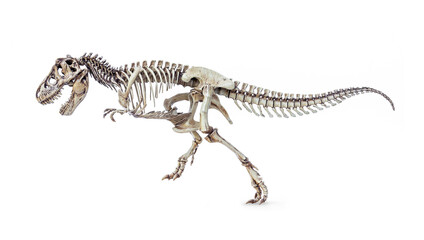 Skeleton of Dinosaur Tyrannosaurus Rex or t-rex in running position isolated on white background.