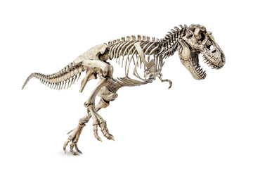 Skeleton of Dinosaur Tyrannosaurus Rex or t-rex in running position isolated on white background. © Panupong