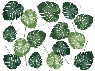 Abstract vector pattern with green tropical monstera plant leaves isolated on white background, copy space.