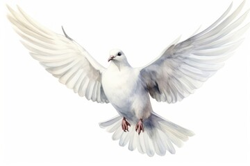 Animal pigeon white bird.