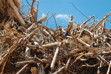 mountain of tree branches and roots against blue sky