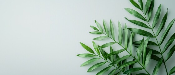 Tranquil Green Leaves Closeup on Light Blue Background, Minimalist Nature Aesthetic for Beauty Product Promotion and Social Media Posts