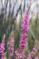 
purple flowers in the field
