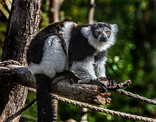 Black-and-white ruffed lemur on the tree. Latin name - Varecia variegata	