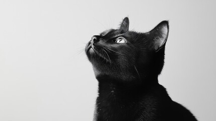 Obraz premium A curious black cat gazing upwards