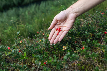 Ripe red lingonberry, partridgeberry, or cowberry grows in forest at autumn. Woman gathering berries. Process of collecting and picking berries in the forest.