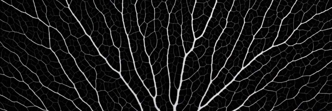 Monochrome natural pattern: artistic leaf vein structure for nature-inspired designs