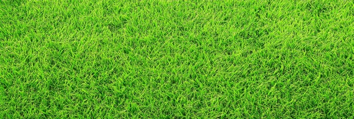 Natural green grass field texture for spring themed panoramic banners