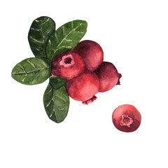 Watercolor hand-drawing cranberries. Fall berries. Fall, autumn, thanksgiving, holiday