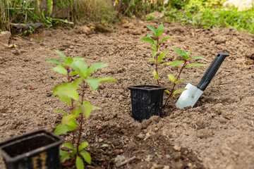 Man in gloves and a garden shovel planting plants in the yard. Seedling in a gardener hand. Seasonal works in the garden. Landscape design. Ornamental shrub.