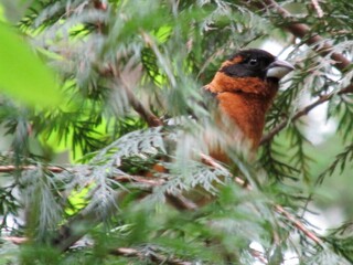 Black-headed Grosbeak