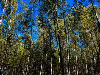 Obraz premium Birch grove in autumn. Autumn forest.