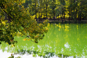 Beautiful lake backwater in the autumn. Green and lush vegetation with reflection on the water surface.