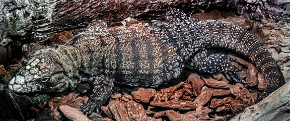 Black and white argentinian teju. Latin name - Tupinambis merianae