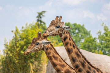 Natural reserve in Kenya. Couple of giraffes in safari park. Wildlife animals in savanna