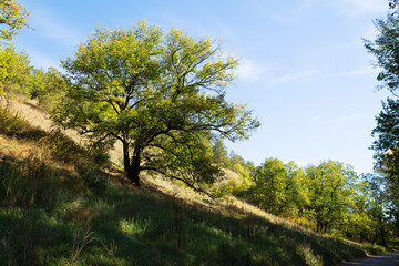 landscape with trees and sky. Autumn landscape with dense trees and vibrant foliage under a clear blue sky. from a bird's eye view. Scene of unspoiled nature.