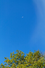 yellow leaves and blue sky. Branches of a large tree with fresh green leaves against a clear blue sky