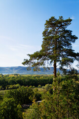pine tree on the hill. Autumn landscape with dense trees and vibrant foliage under a clear blue sky. from a bird's eye view. Scene of unspoiled nature.
