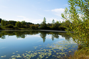 reflection of trees in water. Autumn landscape with a lake surrounded by dense trees and vibrant foliage under a clear blue sky