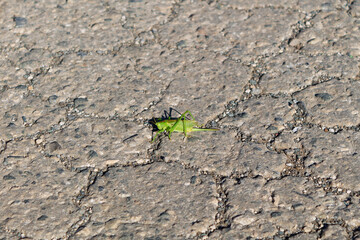 Huge big green grasshopper insect crawling on the ground. copy space