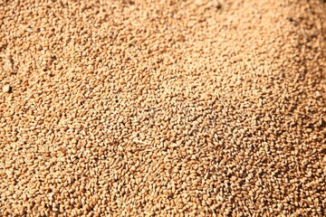 Texture of wheat grains as background, closeup