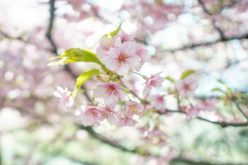 春に日本の東京で咲く満開の桜の花。河津桜（kawazu-zakura）