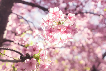 Naklejka premium 春に日本の東京で咲く満開の桜の花。河津桜（kawazu-zakura）