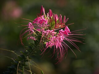 Blooming Spiny Pink Spider flower, Cleome sp. 