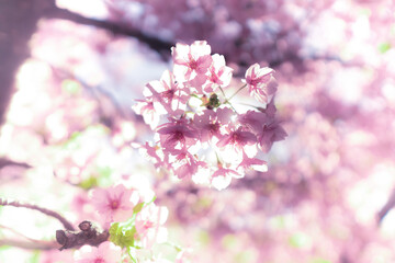 春に日本の東京で咲く満開の桜の花。河津桜（kawazu-zakura）