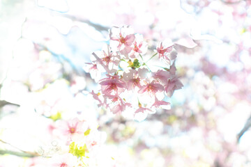 春に日本の東京で咲く満開の桜の花。河津桜（kawazu-zakura）