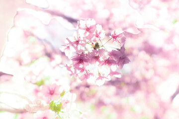 Naklejka premium 春に日本の東京で咲く満開の桜の花。河津桜（kawazu-zakura）