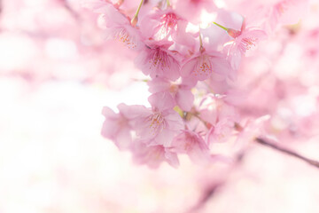 春に日本の東京で咲く満開の桜の花。河津桜（kawazu-zakura）