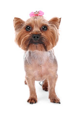 Cute Yorkshire Terrier dog isolated on white