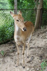 Cute deer in a cage at Khao Din Zoo