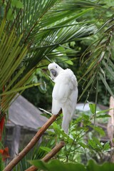 A white parrot is on a branch