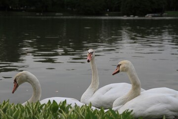 Three clever geese in a large pond