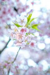 春に日本の東京で咲く満開の桜の花。河津桜（kawazu-zakura）