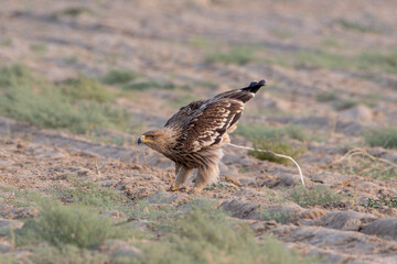 eastern imperial eagle or Aquila heliaca desert national park Rajasthan, India
