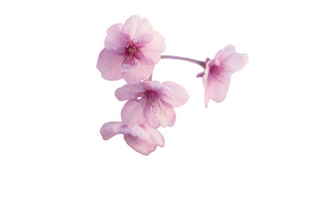 【切り抜き】春に日本の東京で咲く満開の桜の花。河津桜（kawazu-zakura）
