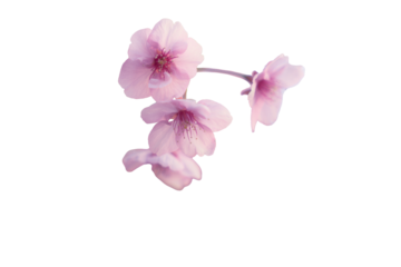 【切り抜き】春に日本の東京で咲く満開の桜の花。河津桜（kawazu-zakura）