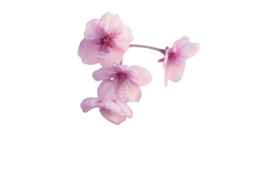【切り抜き】春に日本の東京で咲く満開の桜の花。河津桜（kawazu-zakura）