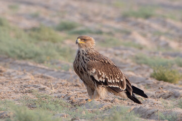 eastern imperial eagle or Aquila heliaca desert national park Rajasthan, India